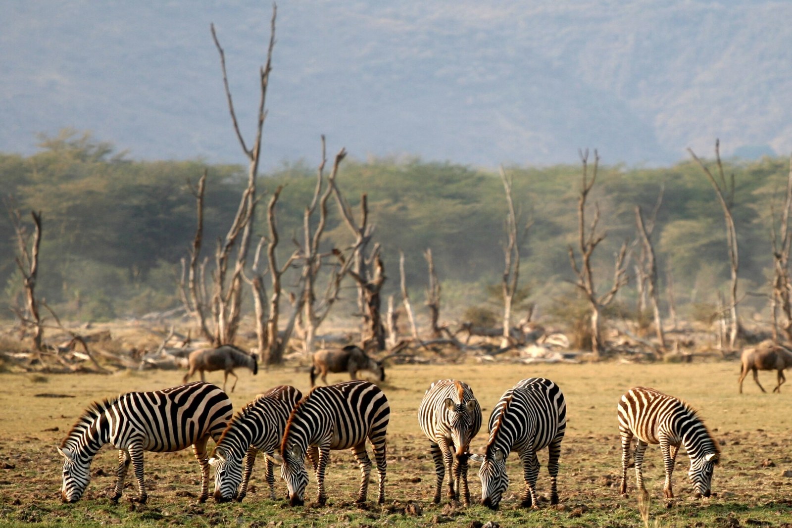 Lake Manyara National Park on the Great Migration Explorer