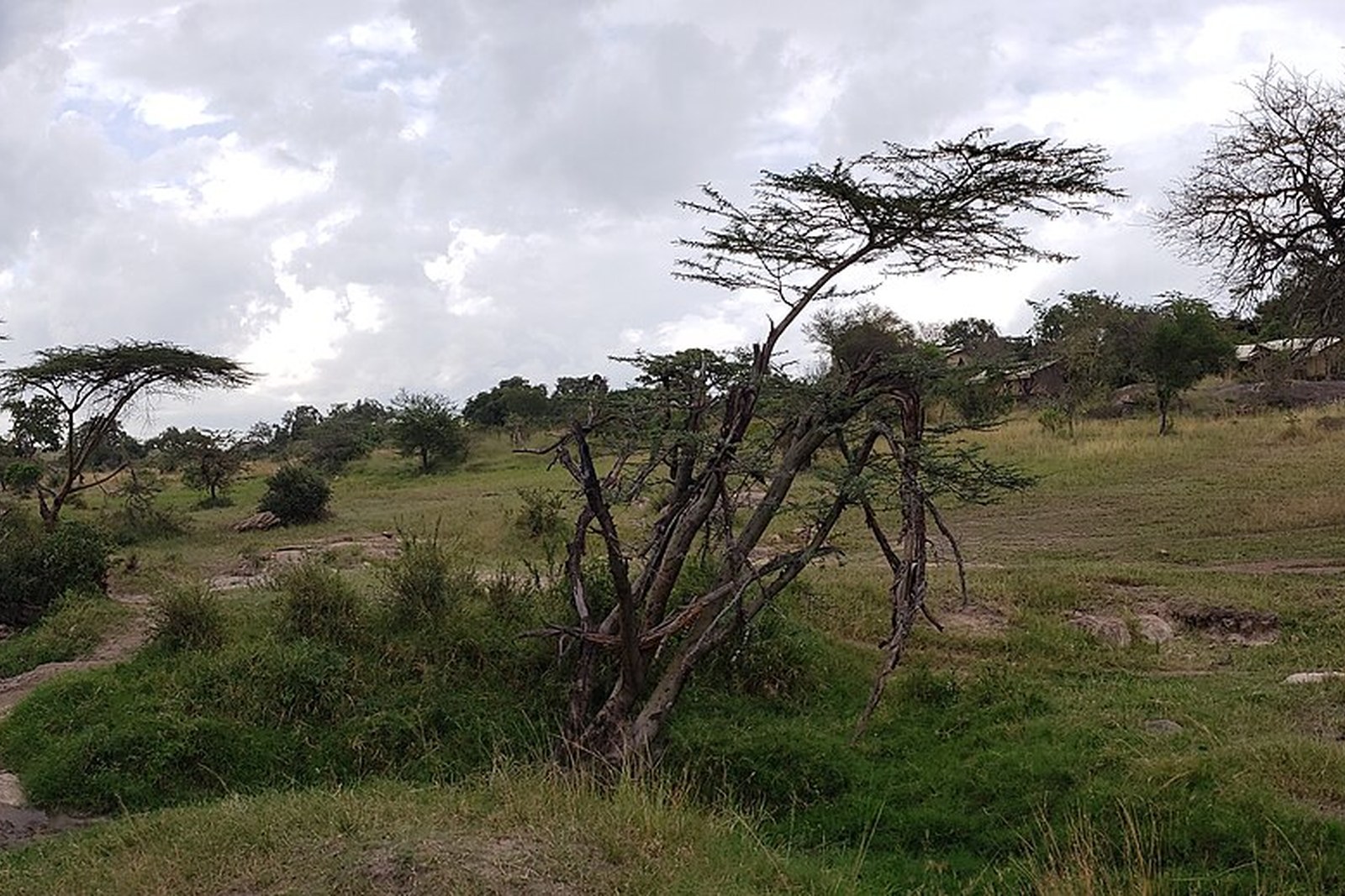 Tented camp, central Serengeti view 2