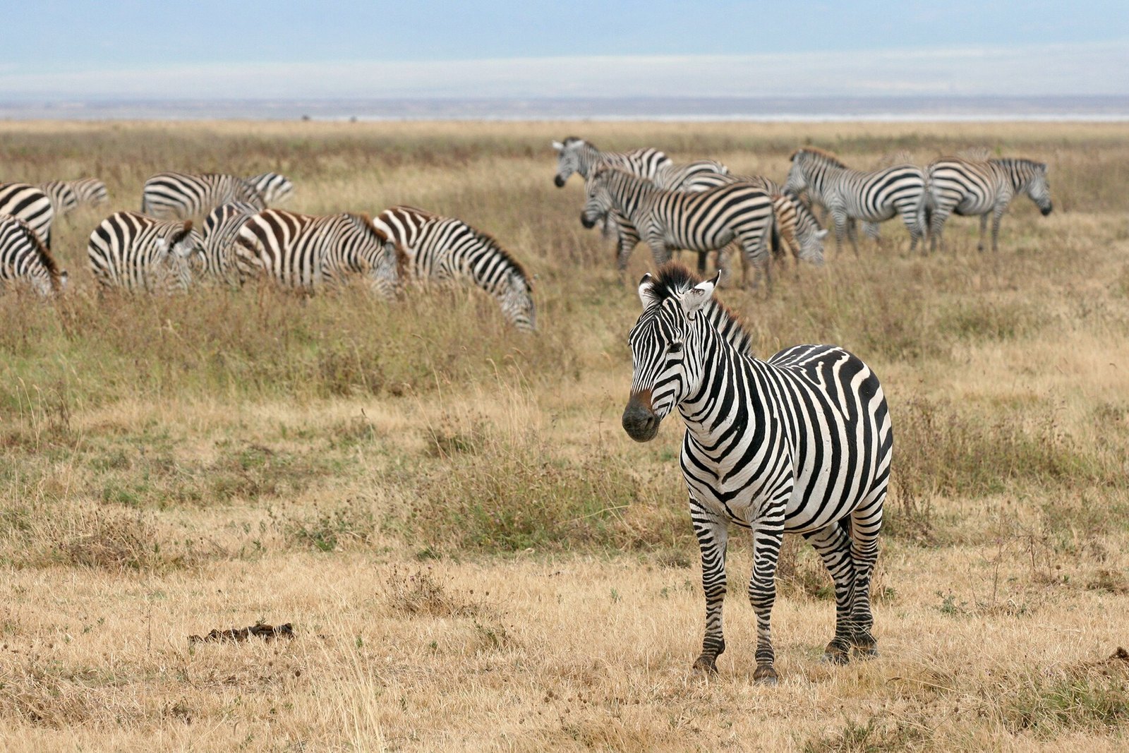 Ngorongoro Crater