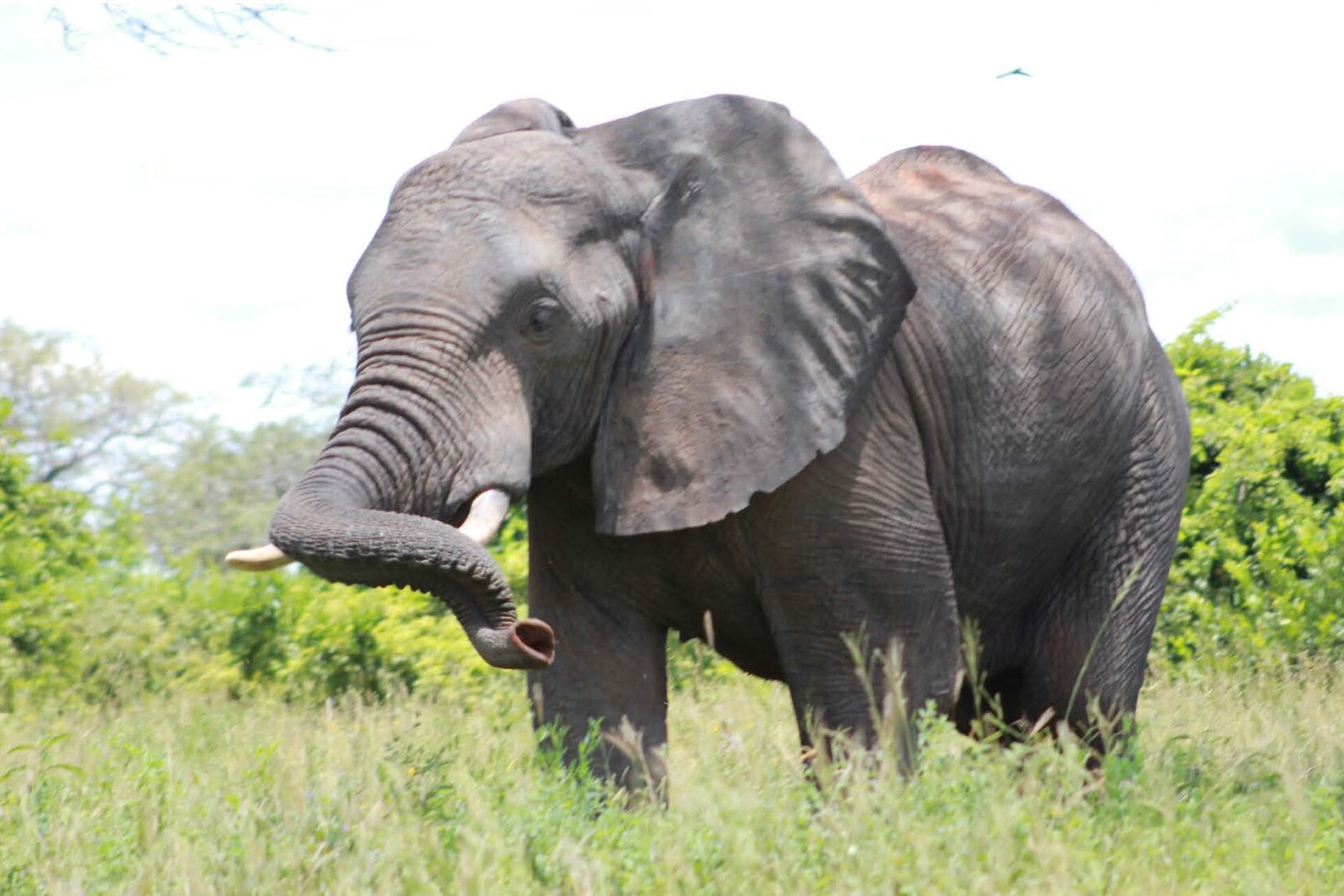 Walking safari and night drive on the Luxury Fly-In Safari